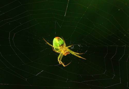 Araniella sp.